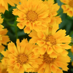 Coreopsis 'Jethro Tull', Tickseed 'Jethro Tull', 'Jethro Tull' Tickseed, Drought tolerant plants, dry soil plants, heat tolerant plants, humidity tolerant plants, Yellow flowers