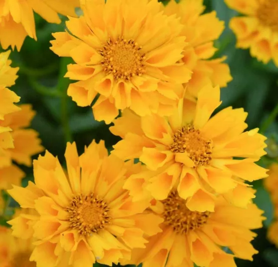Coreopsis 'Jethro Tull', Tickseed 'Jethro Tull', 'Jethro Tull' Tickseed, Drought tolerant plants, dry soil plants, heat tolerant plants, humidity tolerant plants, Yellow flowers