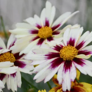 Coreopsis 'Starlight', Tickseed 'Starlight', 'Starlight' Tickseed, Li' l Bang Series, Drought tolerant plants, dry soil plants, heat tolerant plants, humidity tolerant plants, White flowers, Bicolor Flowers
