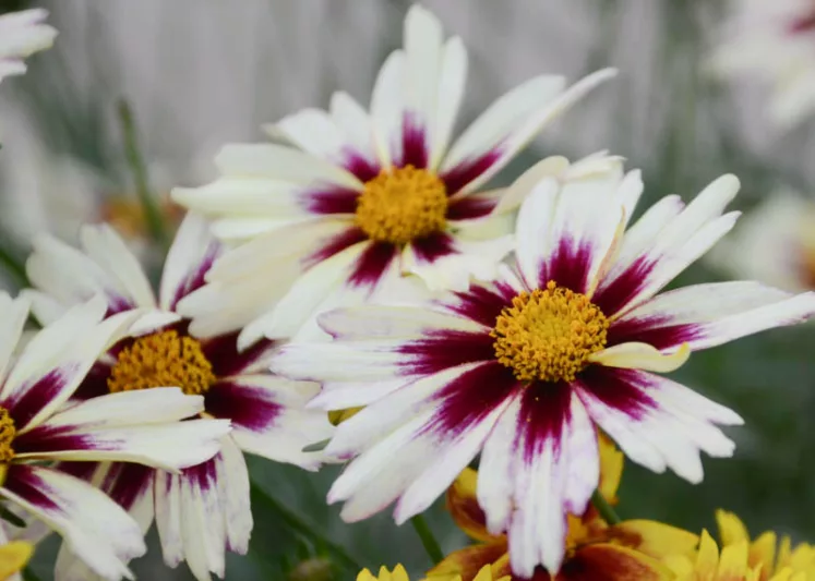 Coreopsis 'Starlight', Tickseed 'Starlight', 'Starlight' Tickseed, Li' l Bang Series, Drought tolerant plants, dry soil plants, heat tolerant plants, humidity tolerant plants, White flowers, Bicolor Flowers