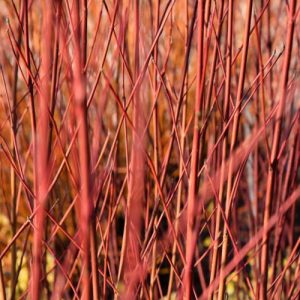 Cornus Sericea 'Cardinal', Redtwig Dogwood CardinaL, Cardinal Redosier Dogwood, Deciduous Shrubs, Foliage, Fall color, Winter color, Shrubs with berries