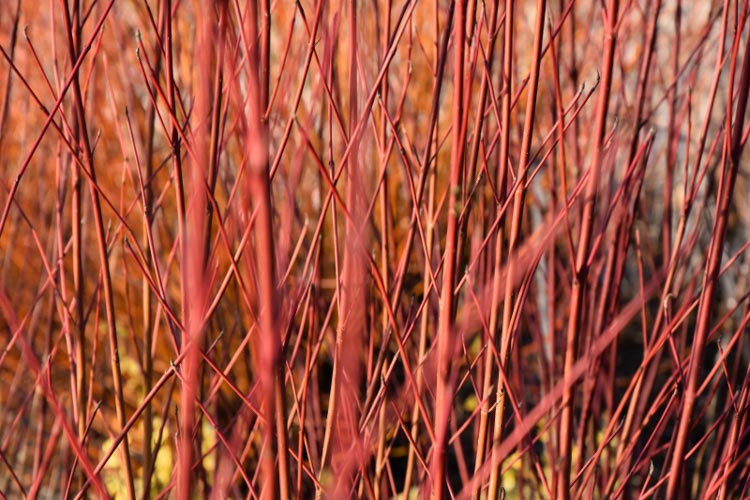 Cornus Sericea 'Cardinal', Redtwig Dogwood CardinaL, Cardinal Redosier Dogwood, Deciduous Shrubs, Foliage, Fall color, Winter color, Shrubs with berries