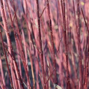 Cornus Sericea subsp. Occidentalis 'Sunshine', Dogwood 'Sunshine', Cornus Sericea 'Sunshine', Deciduous Shrubs, Foliage, Fall color, Winter color, Shrubs with berries