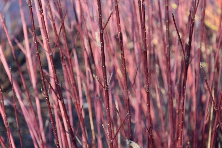Cornus Sericea subsp. Occidentalis 'Sunshine', Dogwood 'Sunshine', Cornus Sericea 'Sunshine', Deciduous Shrubs, Foliage, Fall color, Winter color, Shrubs with berries