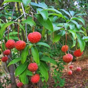 Cornus capitata,Evergreen Dogwood, Bentham's Cornel, Headed-Flowered Dogwood, Himalayan Evergreen Dogwood, Benthamidia capitata, Benthamidia fragifera, Flowering Shrubs, White flowers, Red Fruits, Red Berries