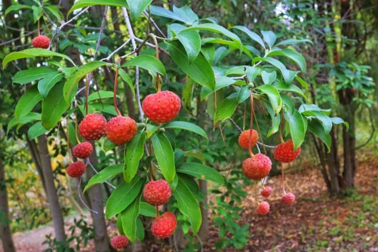 Cornus capitata,Evergreen Dogwood, Bentham's Cornel, Headed-Flowered Dogwood, Himalayan Evergreen Dogwood, Benthamidia capitata, Benthamidia fragifera, Flowering Shrubs, White flowers, Red Fruits, Red Berries