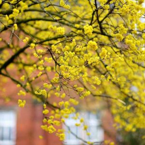 Cornus mas, Cornelian Cherry, Cornel, Sorbet  Edible Dogwood, Yellow Flowers,  Winter Flowers