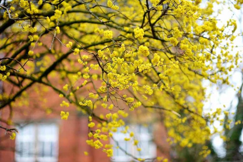 Cornus mas, Cornelian Cherry, Cornel, Sorbet  Edible Dogwood, Yellow Flowers,  Winter Flowers