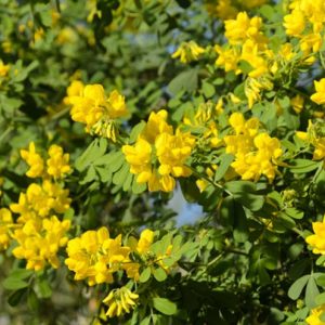 Coronilla Valentina subsp. Glauca, Glaucous Scorpion-Vetch 'Citrina', Bastard Senna 'Citrina', Coronilla glauca 'Citrina', Coronilla valentina 'Citrinus', Coronilla valentina 'Sulphurea', Mediterranean plants, Mediterranean shrubs, Yellow flowers