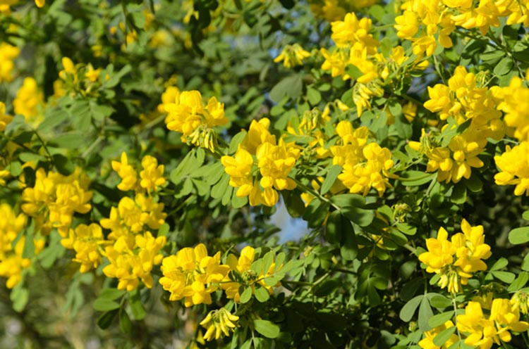 Coronilla Valentina subsp. Glauca, Glaucous Scorpion-Vetch 'Citrina', Bastard Senna 'Citrina', Coronilla glauca 'Citrina', Coronilla valentina 'Citrinus', Coronilla valentina 'Sulphurea', Mediterranean plants, Mediterranean shrubs, Yellow flowers