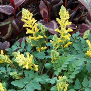 Corydalis Canary Feathers', Fumewort Canary Feathers, Fumitory Canary Feathers, Corydalis Canary Feathers, Yellow Fumewort, Yellow Flowers