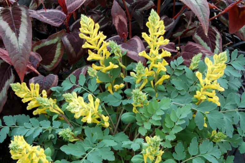 Corydalis Canary Feathers', Fumewort Canary Feathers, Fumitory Canary Feathers, Corydalis Canary Feathers, Yellow Fumewort, Yellow Flowers