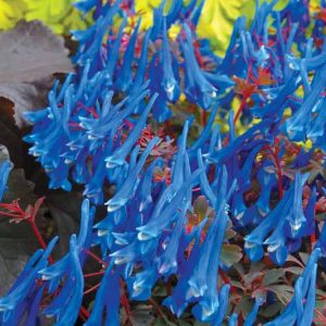 Corydalis curviflora subsp. rosthornii 'Blue Heron', Fumewort 'Fumewort 'Blue Heron', Fumitory 'Blue Heron', Corydalis 'Blue Heron'', Blue Fumewort, Blue Flowers