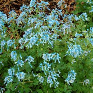 Corydalis flexuosa 'Blue Panda', Fumewort 'Blue Panda', Fumitory 'Blue Panda', Corydalis 'Blue Panda', Blue Fumewort, Blue Flowers
