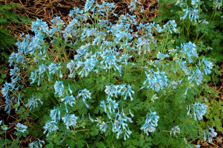 Corydalis flexuosa 'Blue Panda', Fumewort 'Blue Panda', Fumitory 'Blue Panda', Corydalis 'Blue Panda', Blue Fumewort, Blue Flowers