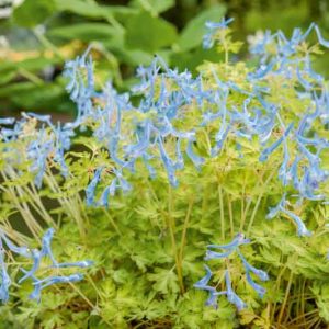 Corydalis flexuosa 'Golden Panda', Fumewort 'Golden Panda', Fumitory 'Golden Panda', Corydalis 'Golden Panda', Blue Fumewort, Blue Flowers