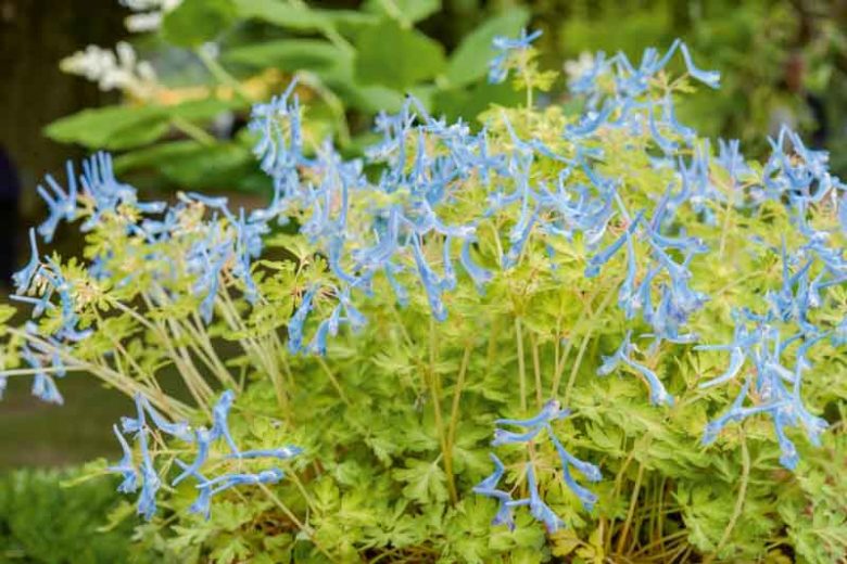 Corydalis flexuosa 'Golden Panda', Fumewort 'Golden Panda', Fumitory 'Golden Panda', Corydalis 'Golden Panda', Blue Fumewort, Blue Flowers