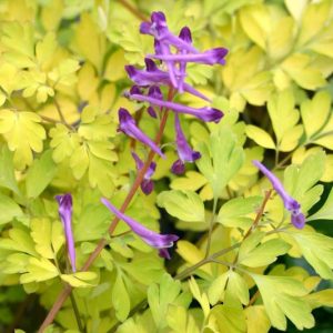 Corydalis shimienensis 'Berry Exciting', Fumewort 'Berry Exciting, Fumitory 'Berry Exciting', Corydalis 'Berry Exciting', Yellow Fumewort, Yellow Flowers