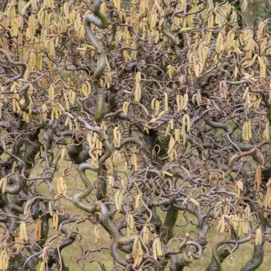 Corylus avellana 'Contorta', Harry Lauder's Walking Stick, Corkscrew Hazel, Contorted Filbert, European Hazel, Cobnut , Deciduous Shrubs, Foliage, Fall color, Winter color, shrub with catkins