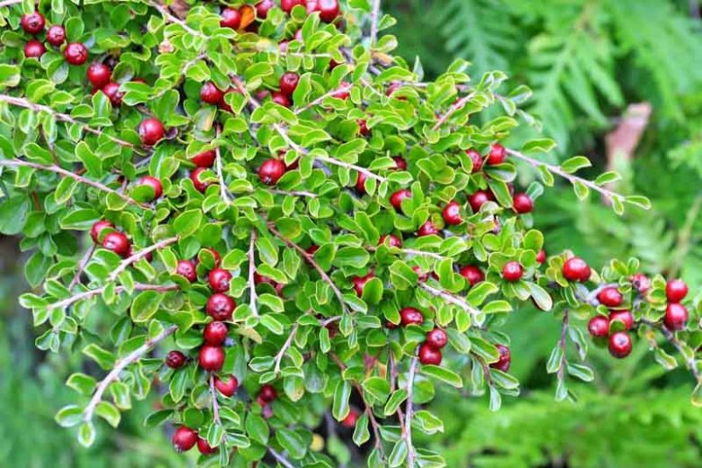 Cotoneaster adpressus, Creeping Cotoneaster, Deciduous Shrub, Hardy Shrub, Shrub with berries, Red Berries, Groundcover