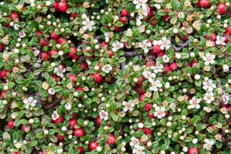 Cotoneaster dammeri, Bearberry Cotoneaster, Cotoneaster humifusa, Cotoneaster humifusus, Evergreen Shrub, Hardy Shrub, Shrub with berries, Red Berries, Evergreen Groundcover