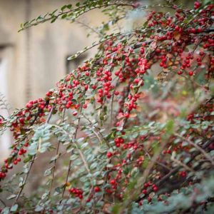 Cotoneaster horizontalis, Rock Cotoneaster, Wall Spray, Rock Spray, Wall Cotoneaster, Deciduous Shrub, Hardy Shrub, Shrub with berries, Red Berries, Groundcover