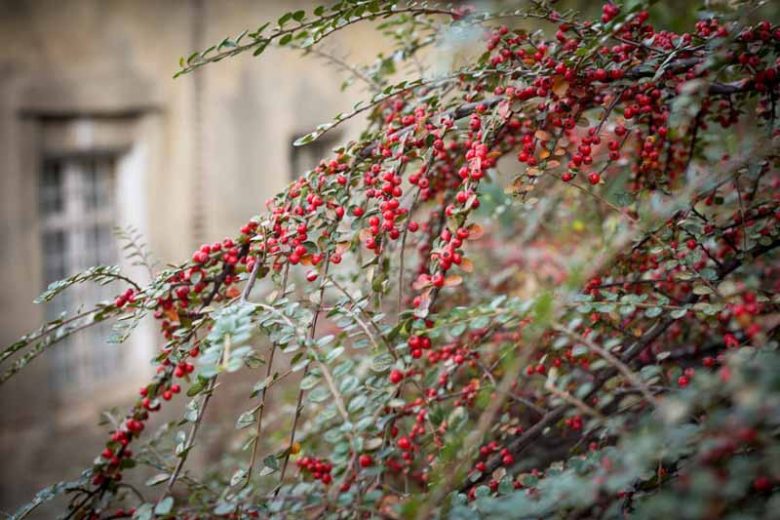 Cotoneaster horizontalis, Rock Cotoneaster, Wall Spray, Rock Spray, Wall Cotoneaster, Deciduous Shrub, Hardy Shrub, Shrub with berries, Red Berries, Groundcover