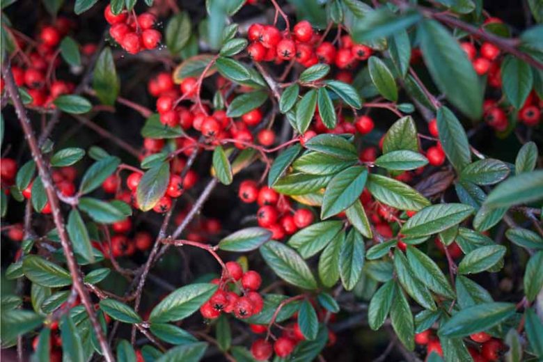 Cotoneaster salicifolius, Willow Leaf Cotoneaster, Willow-Leaved Cotoneaster, Evergreen Shrub, Hardy Shrub, Shrub with berries, Red Berries,