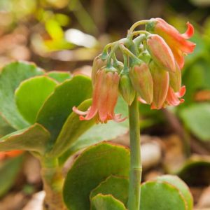 Cotyledon orbiculata var. oblonga 'Macrantha',Pig's Ear, Green Pig's Ear, Paddle Plant, Cotyledon macrantha, Cotyledon orbiculata, succulent plant, orange flowers