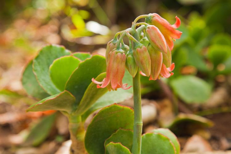 Cotyledon orbiculata var. oblonga 'Macrantha',Pig's Ear, Green Pig's Ear, Paddle Plant, Cotyledon macrantha, Cotyledon orbiculata, succulent plant, orange flowers