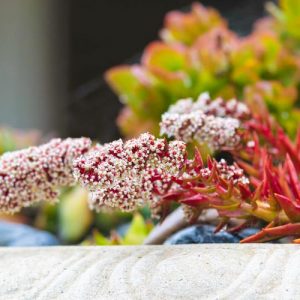 Crassula capitella 'Campfire', Campfire Crassula, Crassula 'Blaze', Crassula 'Flame', Red succullent, red crassula, drought tolerant plant, Mediterranean plant