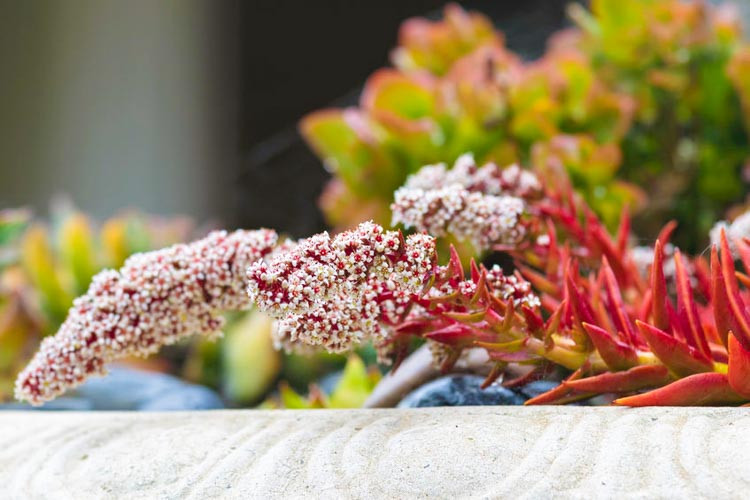 Crassula capitella 'Campfire', Campfire Crassula, Crassula 'Blaze', Crassula 'Flame', Red succullent, red crassula, drought tolerant plant, Mediterranean plant