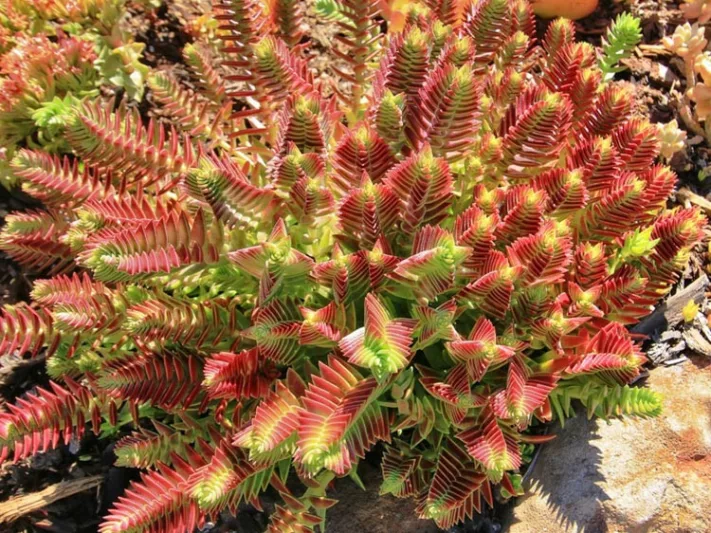 Crassula capitella 'Red Pagoda', Red Pagoda Crassula, Red succullent, red crassula, drought tolerant plant, Mediterranean plant, Crassula corymbulosa 'Red Pagoda'
