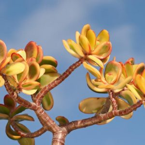 Crassula ovata 'Hummel's Sunset',Jade Plant 'Hummel's Sunset', Crassula ovata 'Sunset,  Red crassula, Red Jade plant, red succulent
