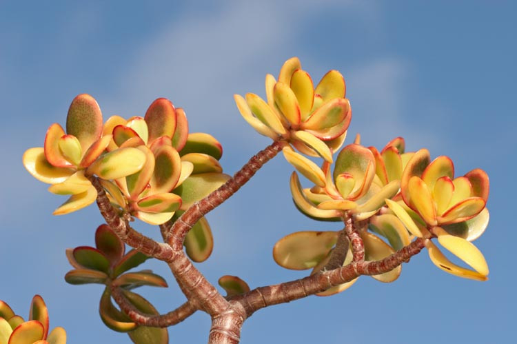 Crassula ovata 'Hummel's Sunset',Jade Plant 'Hummel's Sunset', Crassula ovata 'Sunset,  Red crassula, Red Jade plant, red succulent