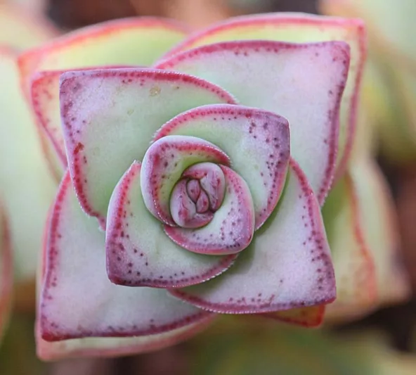 Crassula perforata, String of Buttons, succulents, Stacked Crassula,Necklace Vine