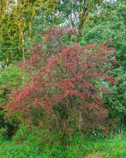 Crataegus crus-galli, Cockspur Hawthorn, Cockspur Thorn, Red fruit, red berries, Winter fruits, White flowers,
