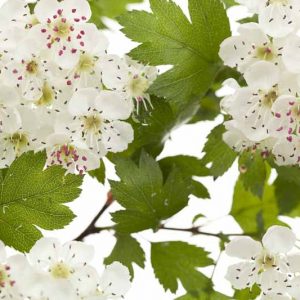 Crataegus laevigata, Midland Hawthorn, May, Albespyne, Bird Eagles, English Hawthorn, Quickset Thorn, Quickthorn, Whitethorn, Red fruit, red berries, Winter fruits, White flowers,