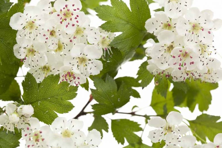 Crataegus laevigata, Midland Hawthorn, May, Albespyne, Bird Eagles, English Hawthorn, Quickset Thorn, Quickthorn, Whitethorn, Red fruit, red berries, Winter fruits, White flowers,