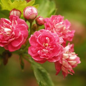 Crataegus laevigata 'Paul's Scarlet', Midland Hawthorn 'Paul's Scarlet',English Hawthorn 'Paul's Scarlet', Red fruit, red berries, Winter fruits, Red flowers,