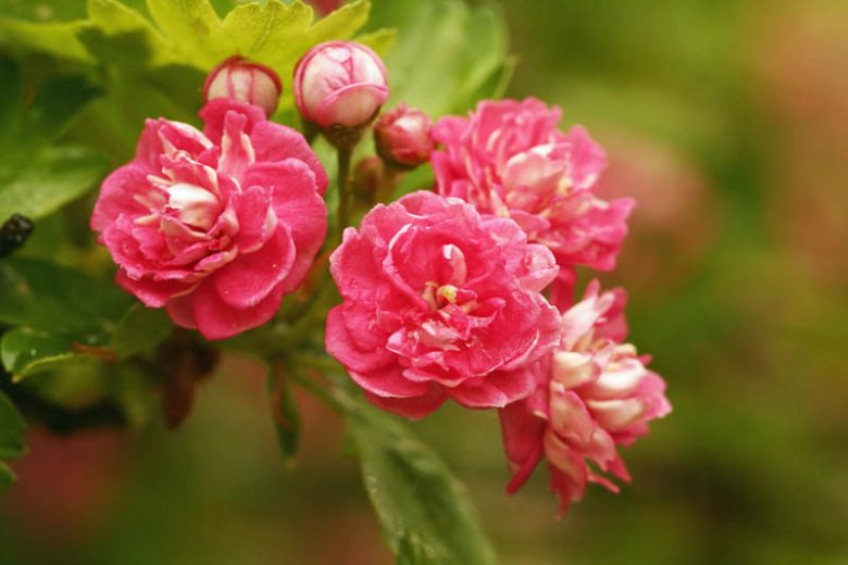 Crataegus laevigata 'Paul's Scarlet', Midland Hawthorn 'Paul's Scarlet',English Hawthorn 'Paul's Scarlet', Red fruit, red berries, Winter fruits, Red flowers,