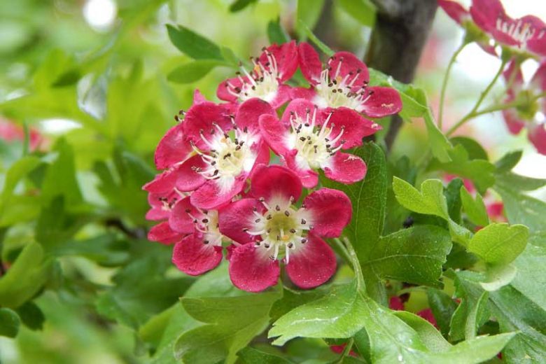 Crataegus laevigata 'Punicea', Midland Hawthorn 'Punicea',English Hawthorn 'Punicea', Red fruit, red berries, Winter fruits, Red flowers,