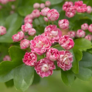 Crataegus laevigata 'Rosea Flore Pleno', Midland Hawthorn 'Rosea Flore Pleno',English Hawthorn 'Rosea Flore Pleno', Red fruit, red berries, Winter fruits, Pink flowers,