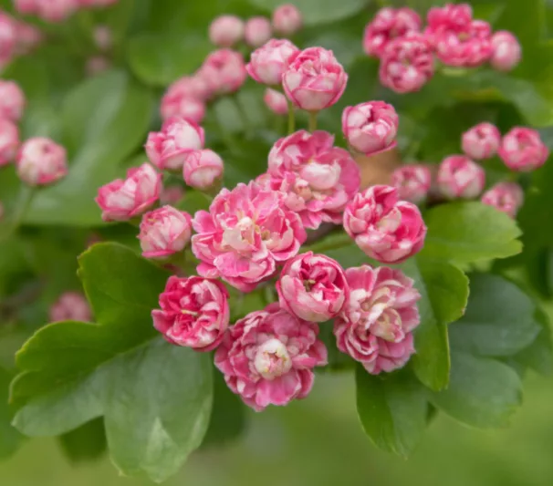 Crataegus laevigata 'Rosea Flore Pleno', Midland Hawthorn 'Rosea Flore Pleno',English Hawthorn 'Rosea Flore Pleno', Red fruit, red berries, Winter fruits, Pink flowers,