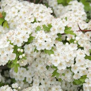 Crataegus monogyna, Single-Seedseed Hawthorn, Common Hawthorn, Hedgerow Thorn, May, Red fruit, red berries, Winter fruits, White flowers,