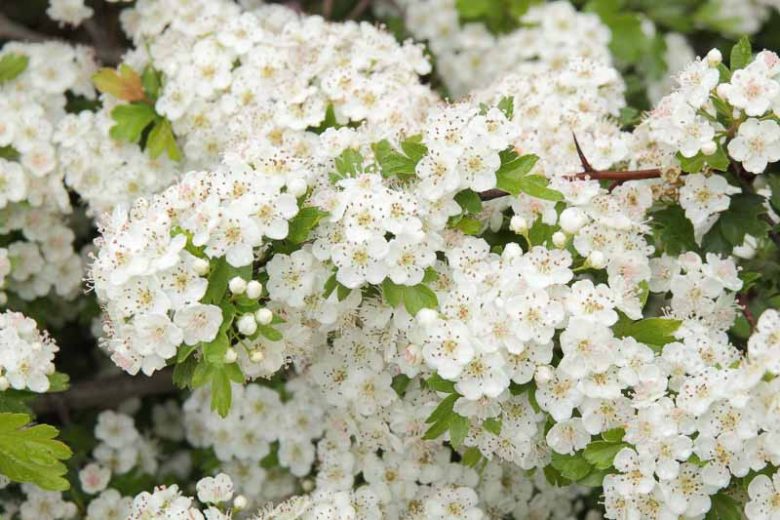 Crataegus monogyna, Single-Seedseed Hawthorn, Common Hawthorn, Hedgerow Thorn, May, Red fruit, red berries, Winter fruits, White flowers,