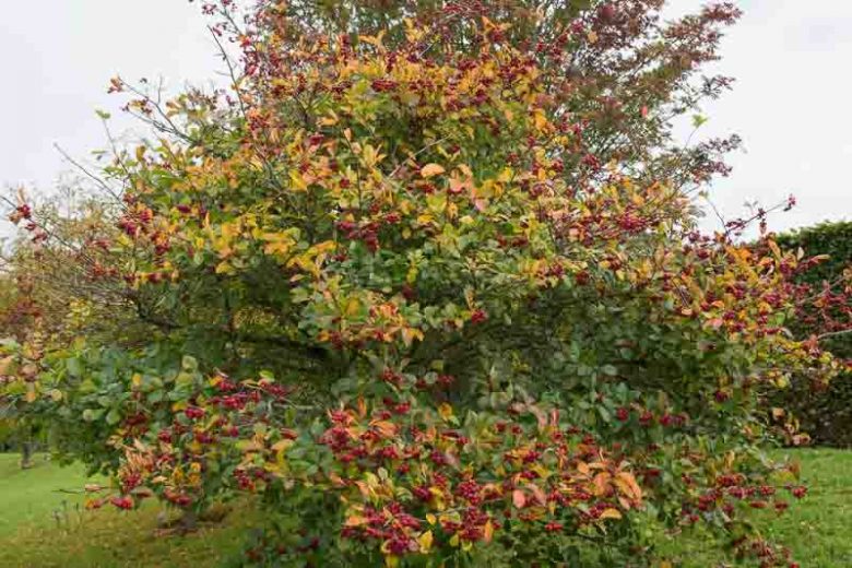 Crataegus persimilis 'Prunifolia', Cockspur Hawthorn 'Prunifolia', Broad-Leaved Cockspur Thorn 'Prunifolia', Crataegus persimilis 'MacLeod', Crataegus prunifolia, Red fruit, red berries, Winter fruits, White flowers,