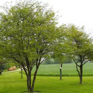 Crataegus phaenopyrum, Washington Hawthorn, Washington Thorn, Crataegus cordata, Red fruit, red berries, Winter fruits, White flowers,