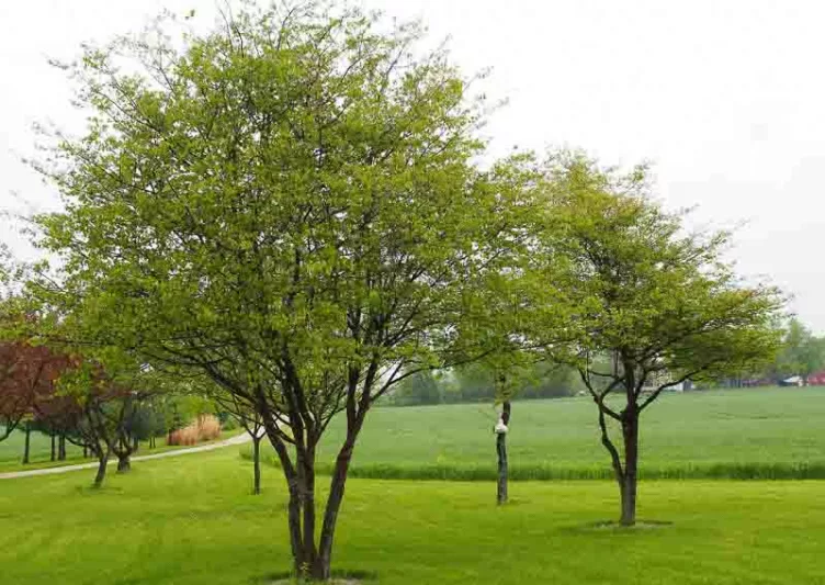 Crataegus phaenopyrum, Washington Hawthorn, Washington Thorn, Crataegus cordata, Red fruit, red berries, Winter fruits, White flowers,