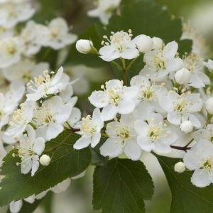 Crataegus viridis 'Winter King', Green Hawthorn 'Winter King', Red fruit, red berries, Winter fruits, White flowers,